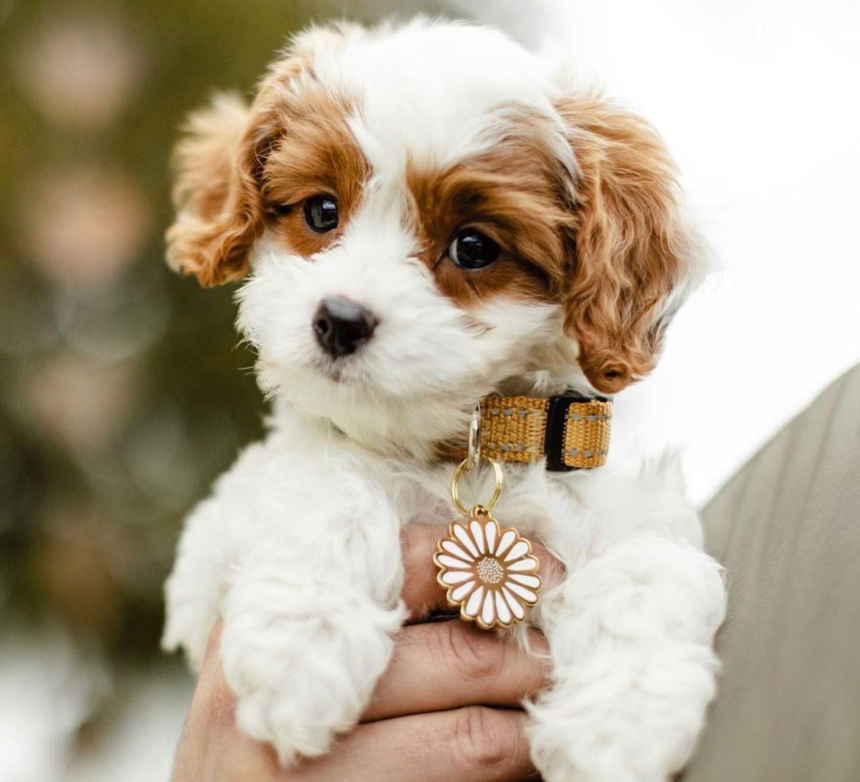 Cute Cavalier King Charles Spaniel puppy with a custom daisy flower pet ID tag on a chic tweed collar posing for a portrait.