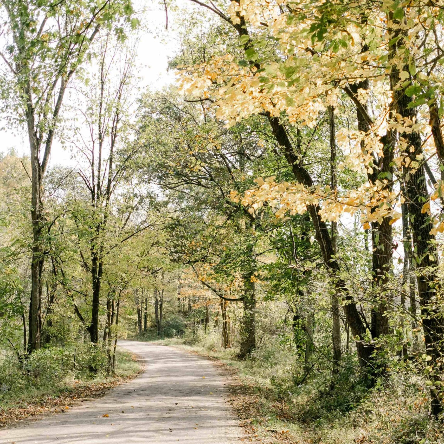 Tranquil road meandering through an autumnal forest with vibrant fall colors, symbolizing the serene journey towards quiet contentment, illustrating the concept of redefining success.