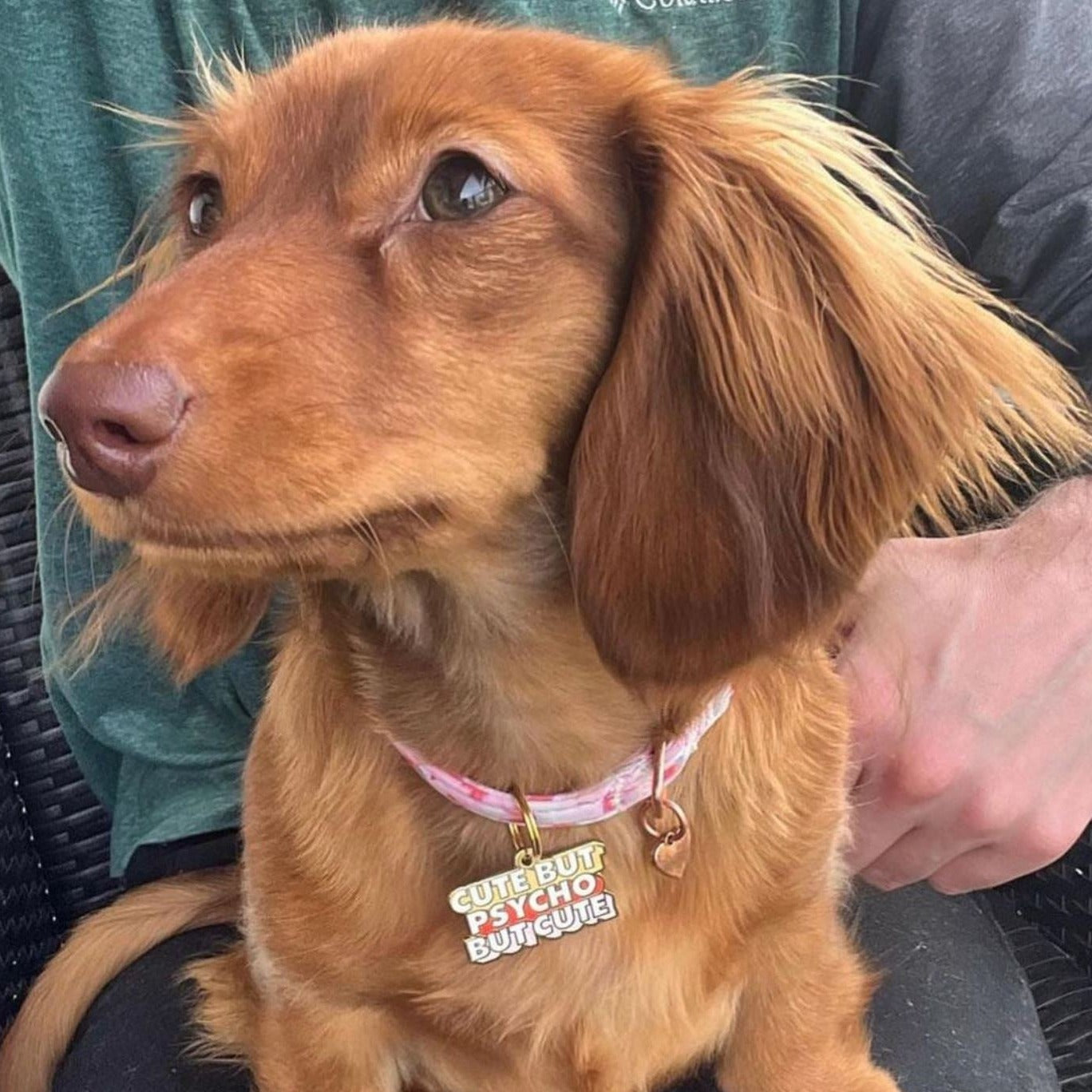 Cute But Psycho Pet Id Tag