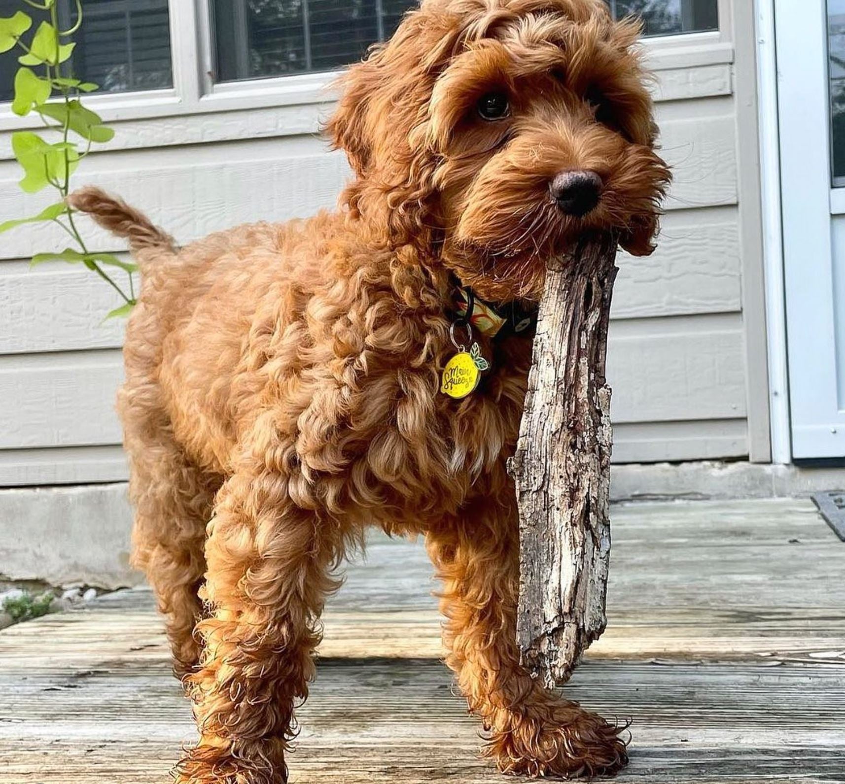 Main Squeeze Pet Id Tag