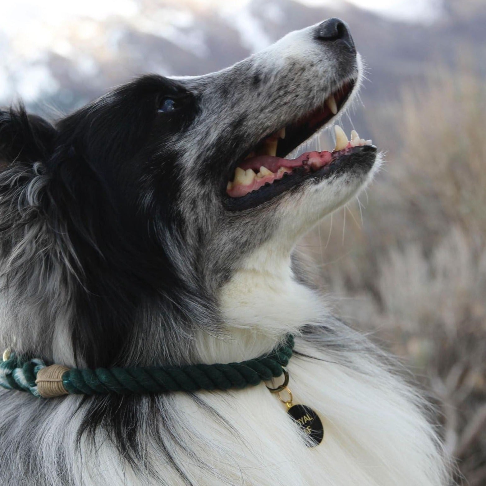 Loyal Af Pet Id Tag in Black