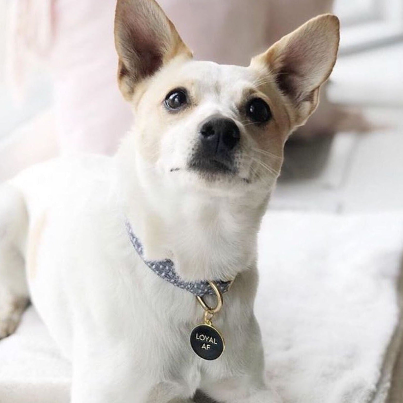 Loyal Af Pet Id Tag in Black