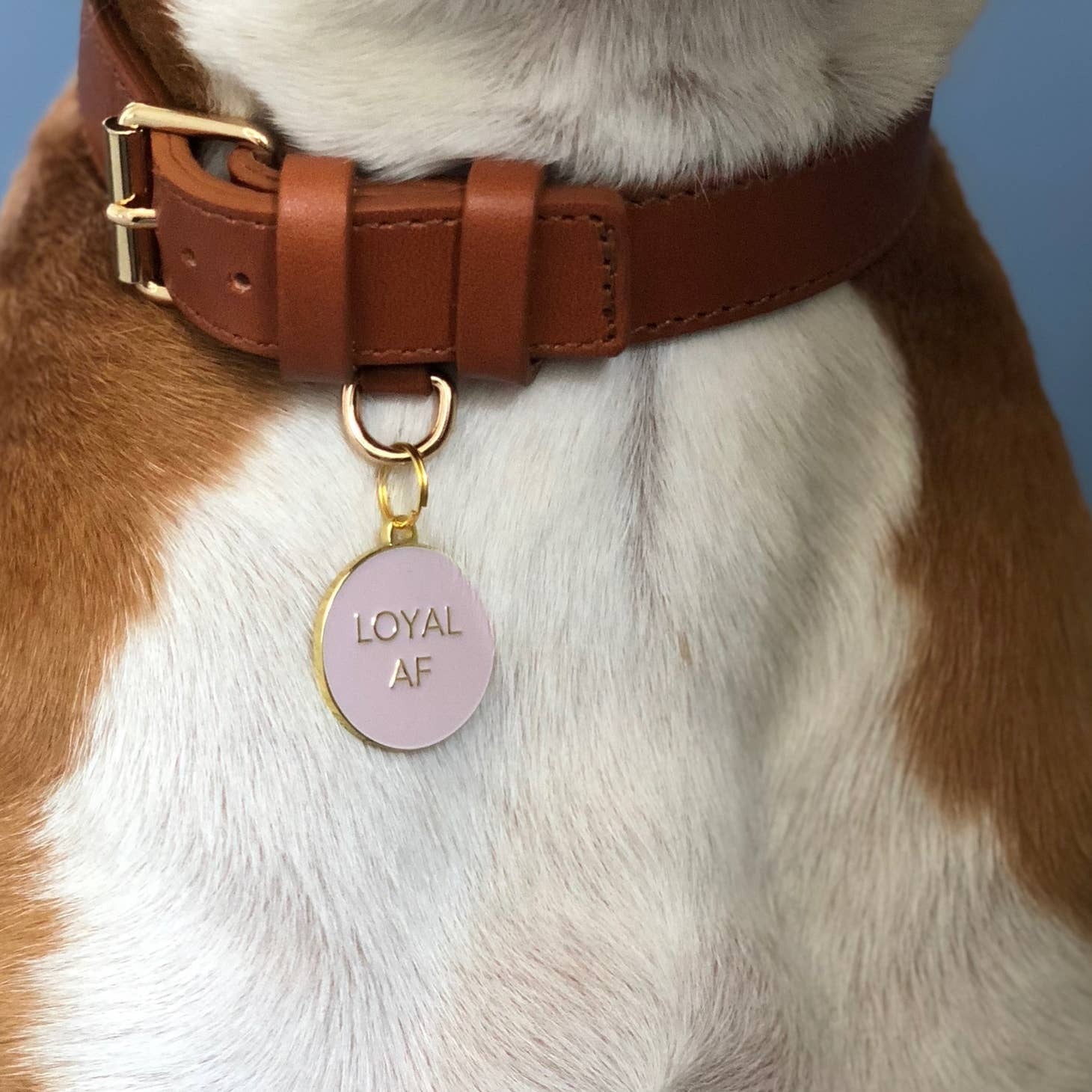 Loyal Af Pet Id Tag in Blush