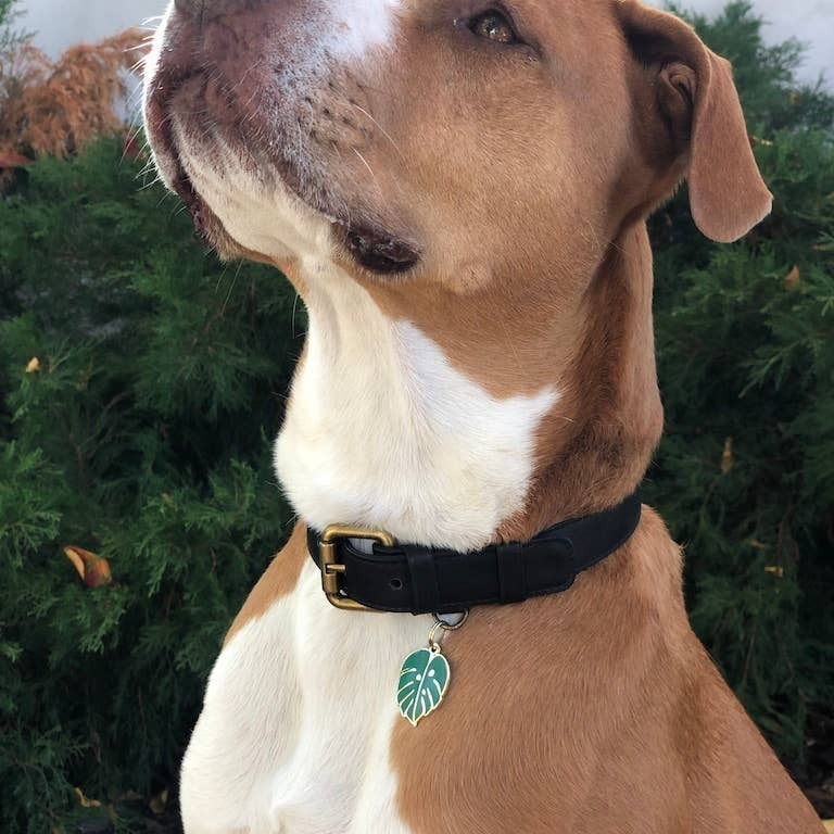 Monstera Leaf Pet Id Tag
