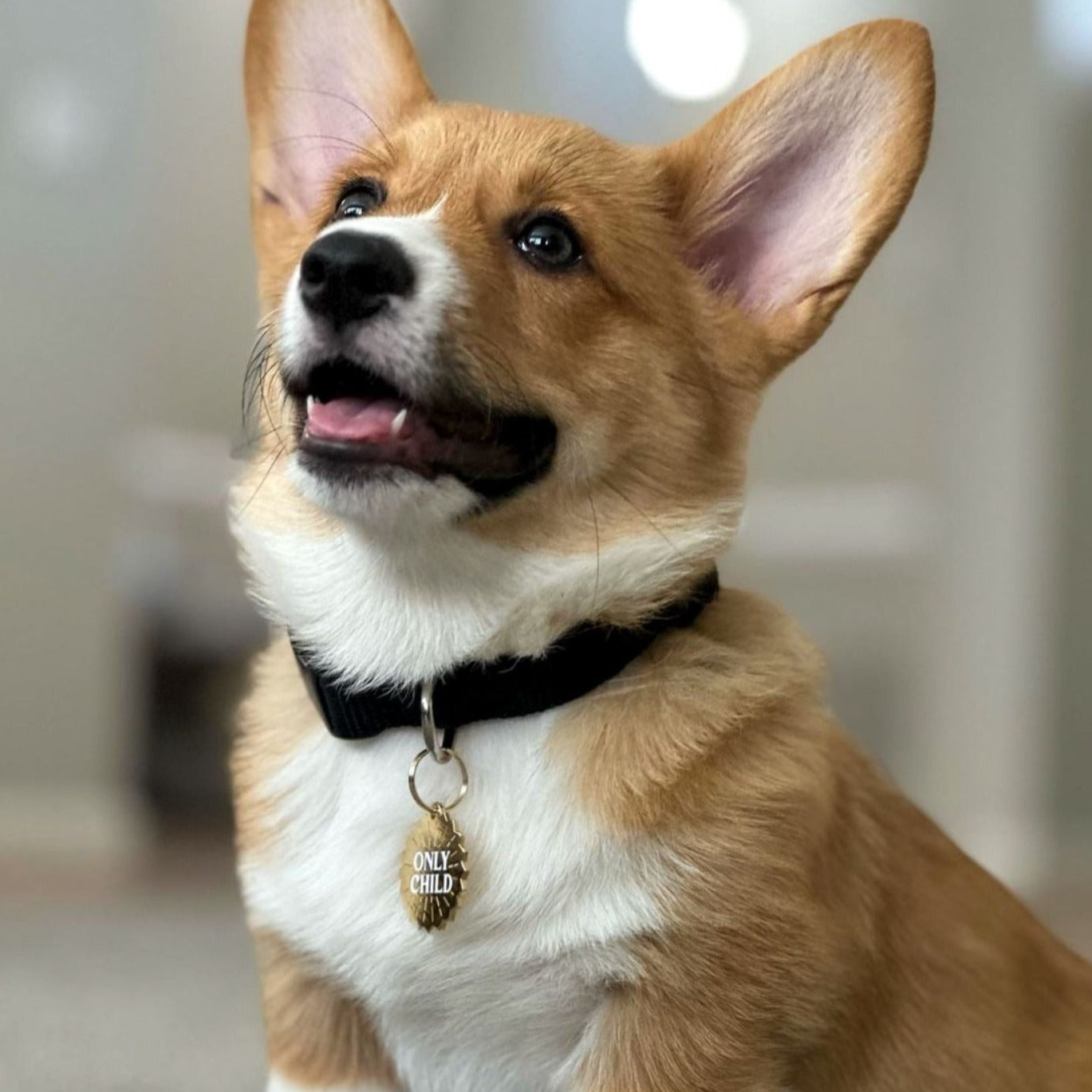 Only Child Pet Id Tag