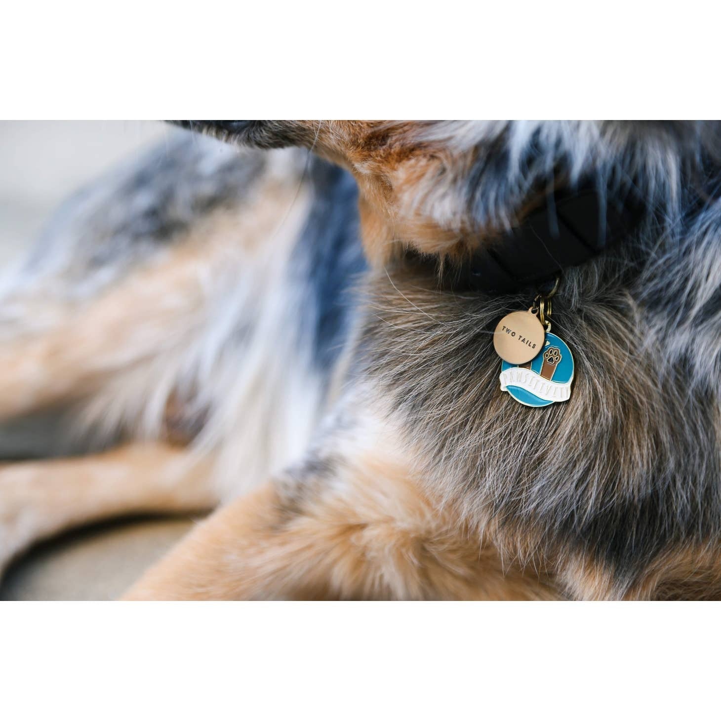 Pawsitivity Pet ID Tag