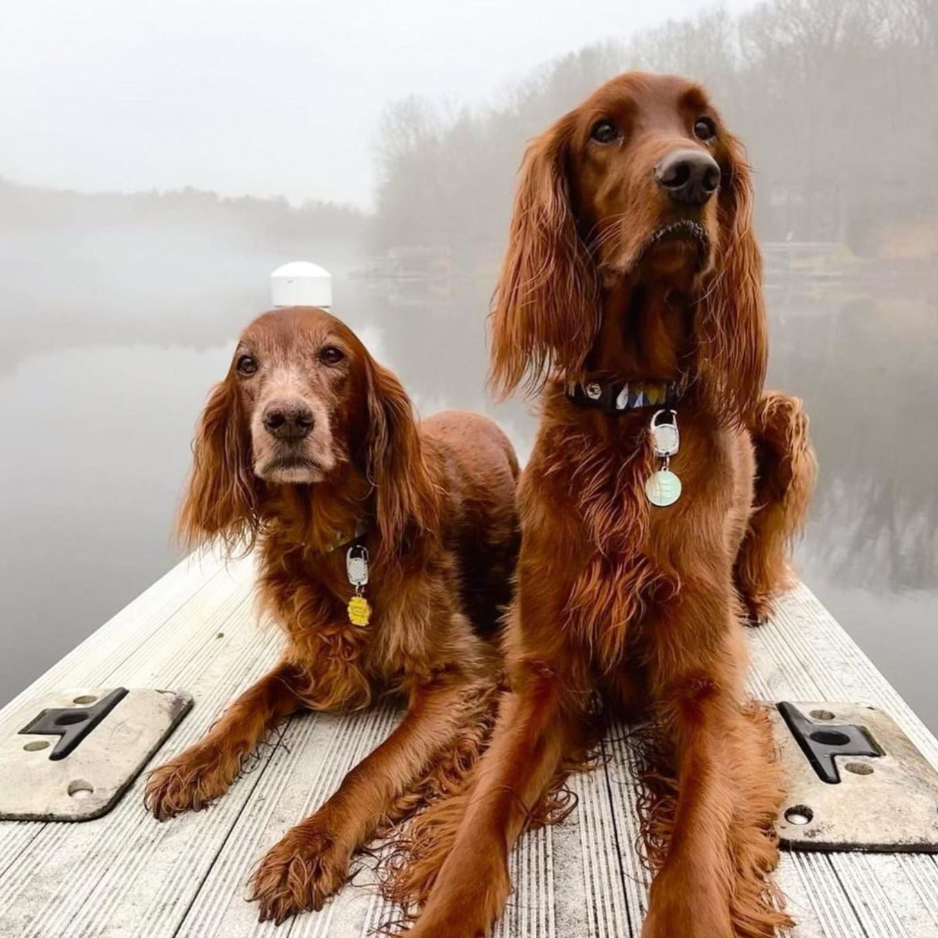 Sweeter Than Honey Pet Id Tag