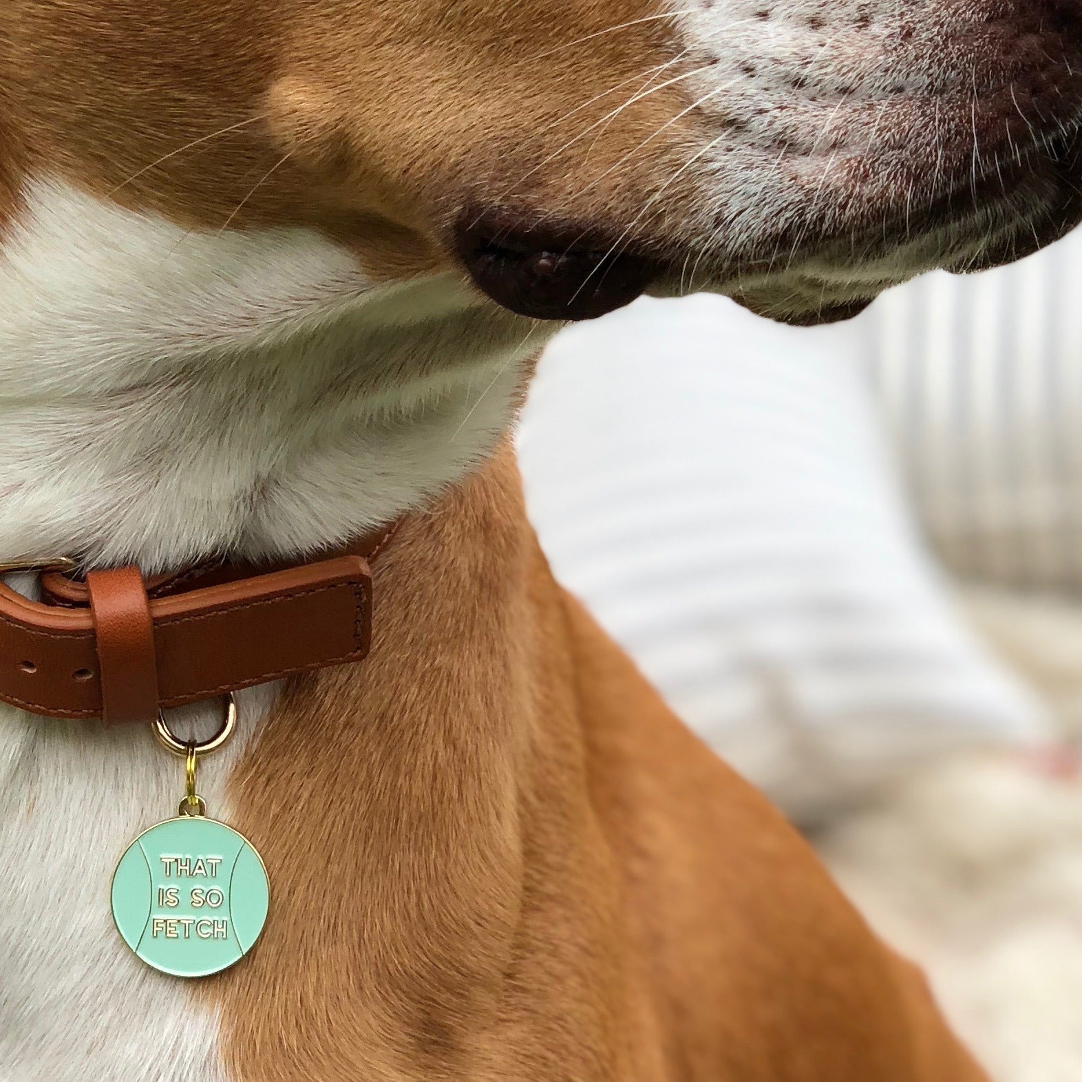 That Is So Fetch Pet Id Tag