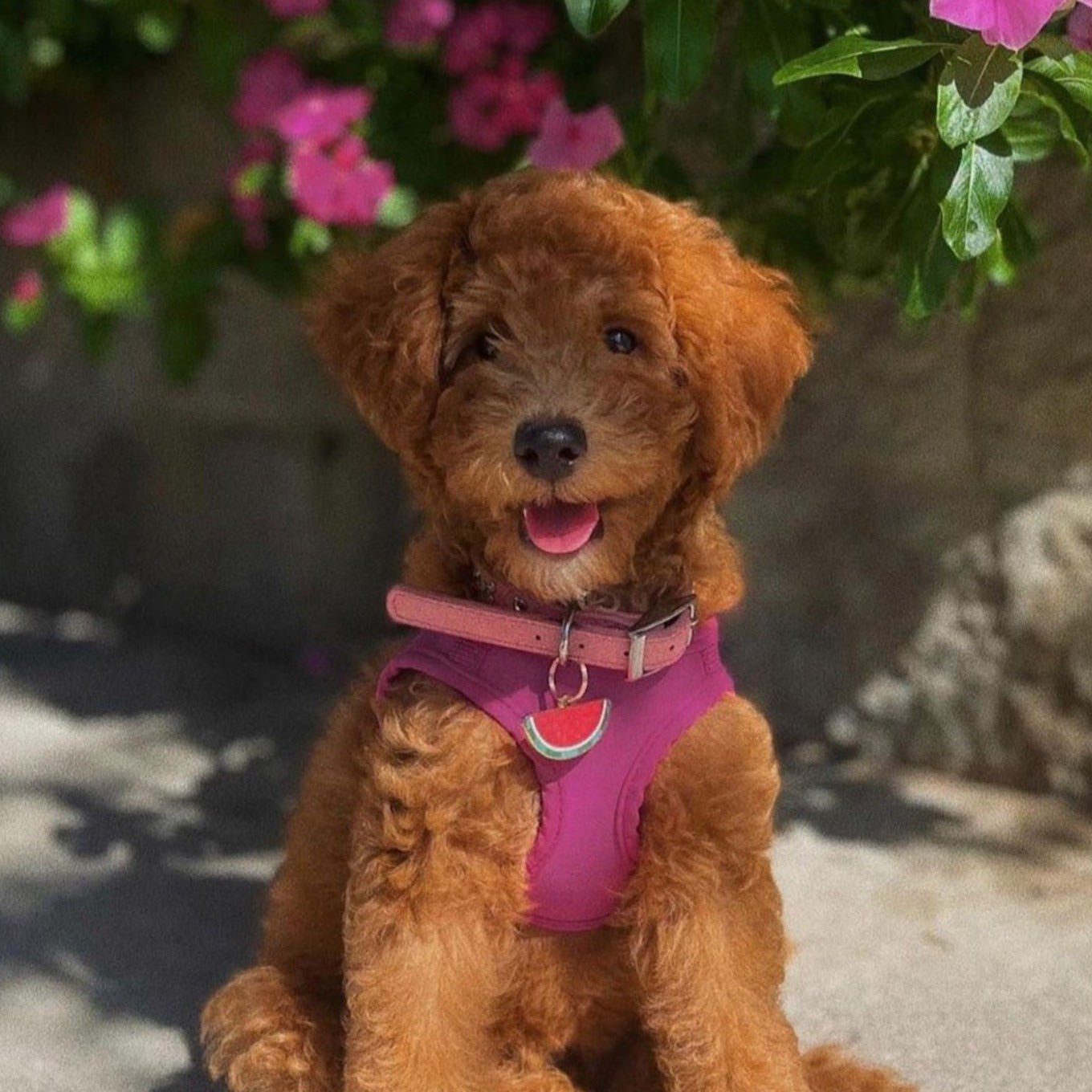 Watermelon Pet Id Tag