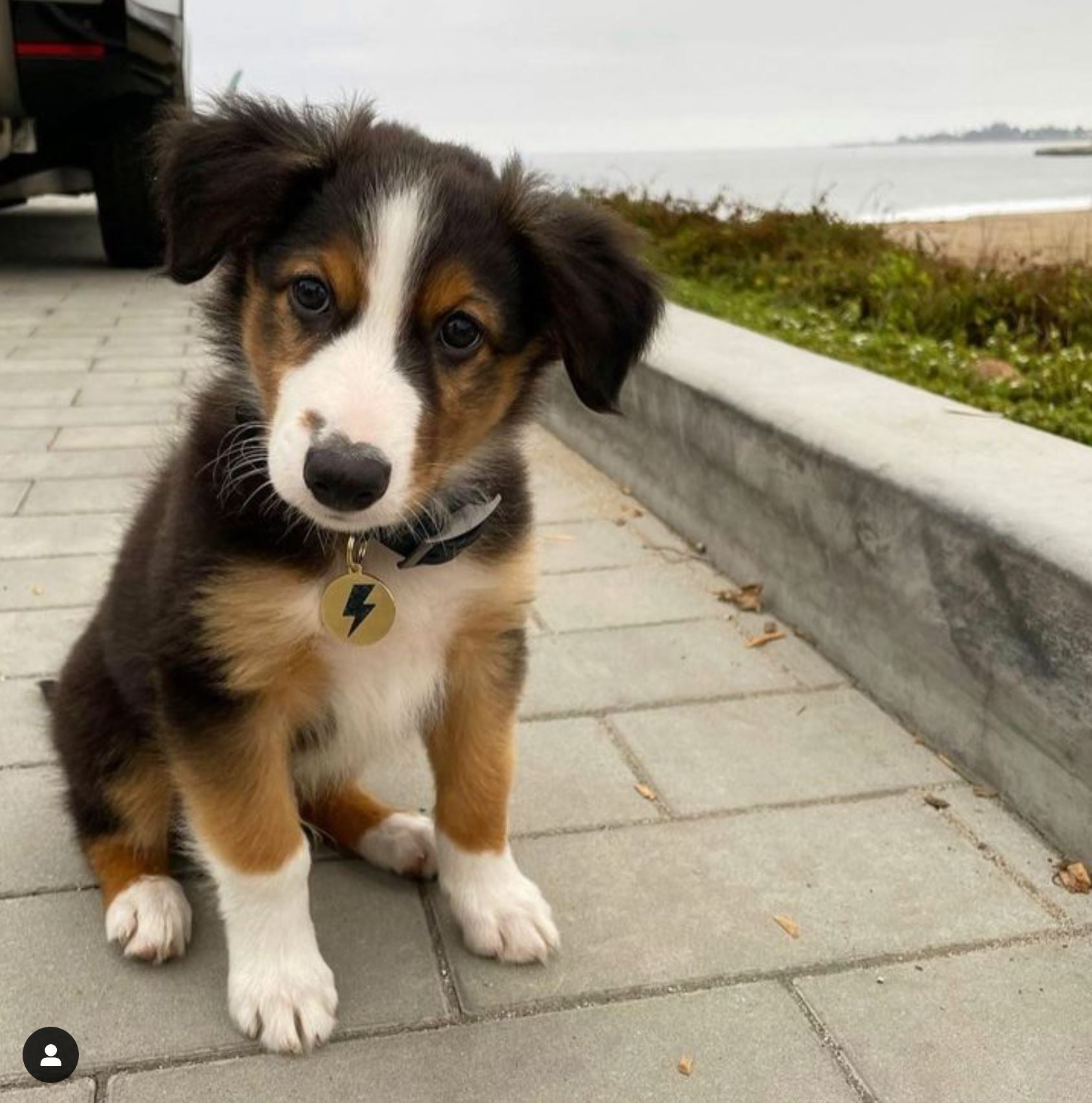 Black Treat Yo Self Pet Id Tag