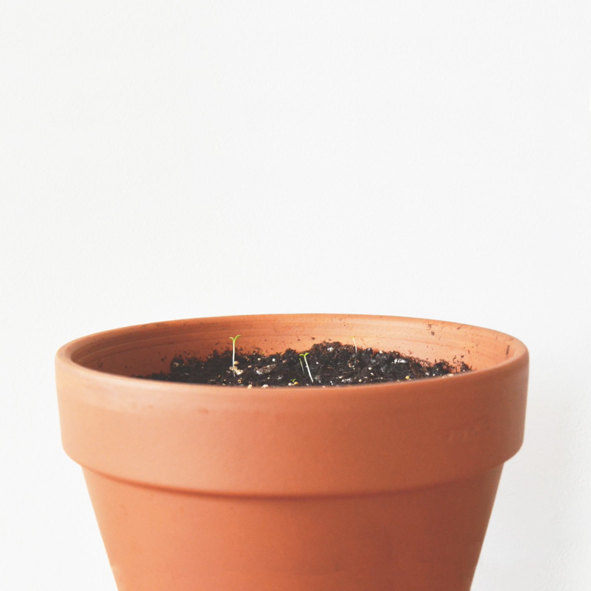 A Little Light for You in the Dark - Plantable Card