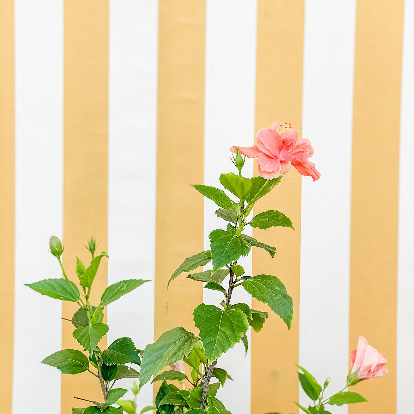 Vibrant pink hibiscus flower standing tall against a backdrop of soft yellow and white stripes, symbolizing growth and resilience in celebration of International Women's Day.