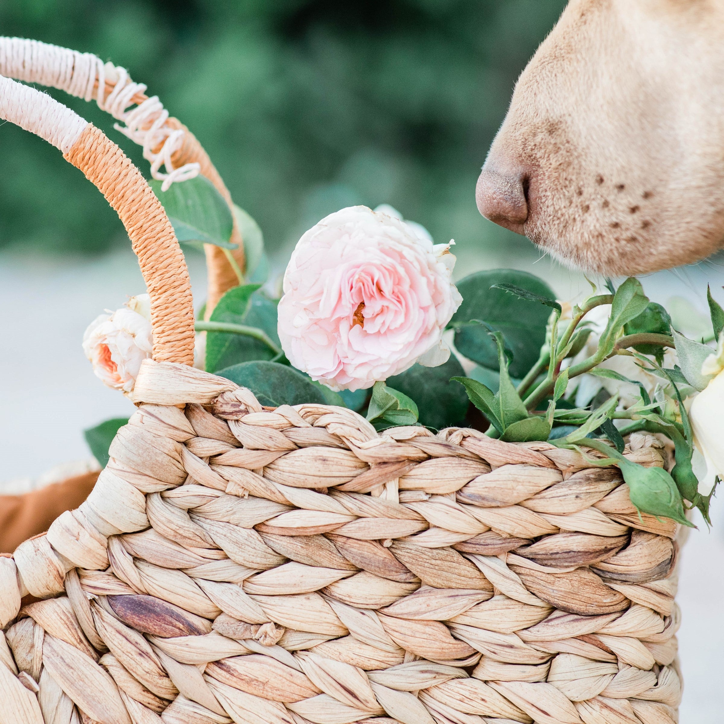 A woven basket with peach-hued fabric lining and delicate pink roses, complemented by the soft, curious nose of a light-colored dog, encapsulating a serene, springtime moment.