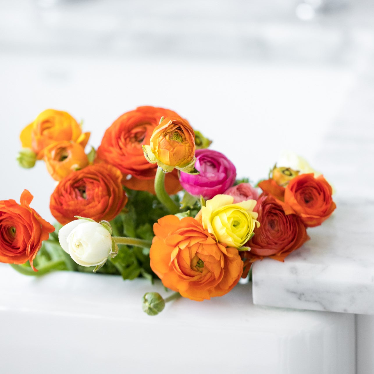 A vibrant arrangement of freshly bloomed ranunculus flowers in a marble vase, featuring a spectrum of spring colors from vivid oranges to delicate yellows and bold pinks, elegantly placed on a white surface, evoking the rejuvenating spirit of spring.