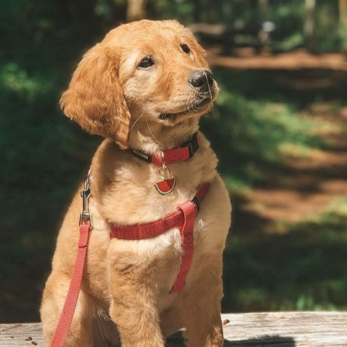 Watermelon Pet Id Tag